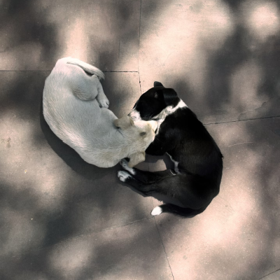 Copy of The Duality of Running